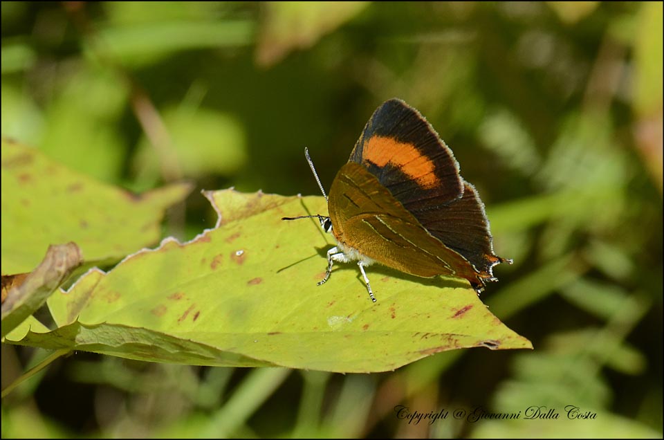 La splendida Thecla betulae